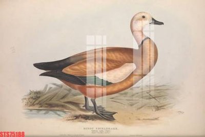 File PSD Tranh sơn dầu phương tây tổng hợp STS75188 (bản gốc) độ phân giải cao