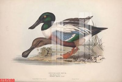 File tranh Tranh sơn dầu phương tây tổng hợp STS75190 (ảnh gốc) in trần xuyên sáng