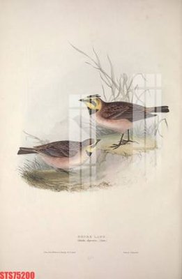 File in trần Tranh sơn dầu phương tây tổng hợp STS75200 (bản gốc) bầu trời