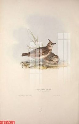 File tranh quảng cáo Tranh sơn dầu phương tây tổng hợp STS75201 (download file gốc)