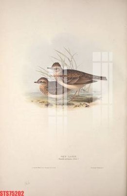 File in trần Tranh sơn dầu phương tây tổng hợp STS75202 (bản gốc 3D) sống động