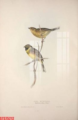 Ảnh gốc file in lụa Tranh sơn dầu phương tây tổng hợp STS75212 chi tiết