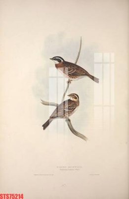 File in trần Tranh sơn dầu phương tây tổng hợp STS75214 (file gốc) phong thủy