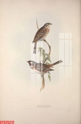 File tranh Tranh sơn dầu phương tây tổng hợp STS75217 (bản gốc) in canvas