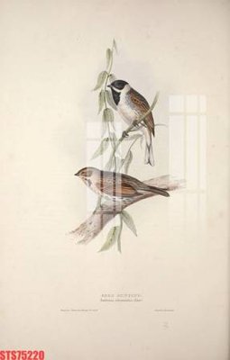 Tải file Tranh sơn dầu phương tây tổng hợp STS75220 (gốc) để in ấn ngay