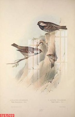 File tranh in trần Tranh sơn dầu phương tây tổng hợp STS75223 (ảnh gốc siêu nét)