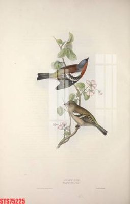 Download file Tranh sơn dầu phương tây tổng hợp STS75225 (gốc) in mica bàn thờ