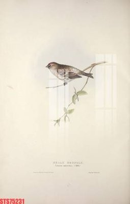 File in trần Tranh sơn dầu phương tây tổng hợp STS75231 (bản gốc) 5D