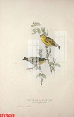 File gốc Tranh sơn dầu phương tây tổng hợp STS75236 (in tráng gương) ốp tường