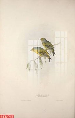 Hình ảnh gốc Tranh sơn dầu phương tây tổng hợp STS75237 (để in khổ lớn)