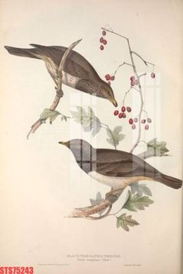 Tải file Tranh sơn dầu phương tây tổng hợp STS75243 (gốc) in ấn ngay lập tức