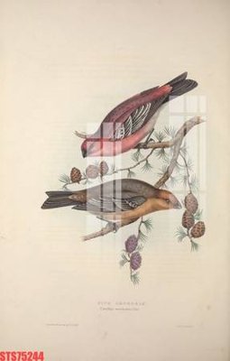 Tải file Tranh sơn dầu phương tây tổng hợp STS75244 (ảnh gốc) 300dpi Tranh sơn dầu phương tây tổng hợp STS75244