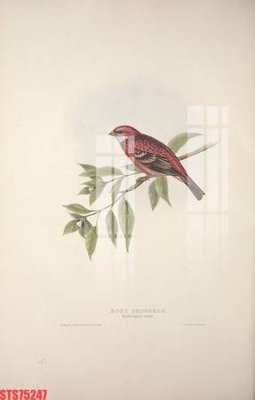 File PSD Tranh sơn dầu phương tây tổng hợp STS75247 (bản gốc) cho nhà in