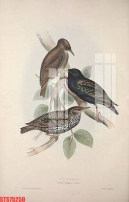 Hình ảnh gốc Tranh sơn dầu phương tây tổng hợp STS75250 (để in khổ lớn)