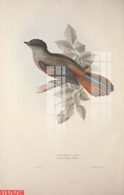 Tải file Tranh sơn dầu phương tây tổng hợp STS75256 (ảnh gốc) file AI/EPS