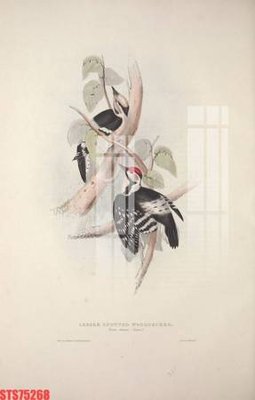 Download file gốc Tranh sơn dầu phương tây tổng hợp STS75268 (dùng cho in ấn)