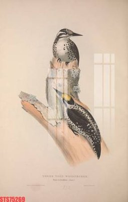 File tranh Tranh sơn dầu phương tây tổng hợp STS75269 (gốc) chủ đề thiên nhiên