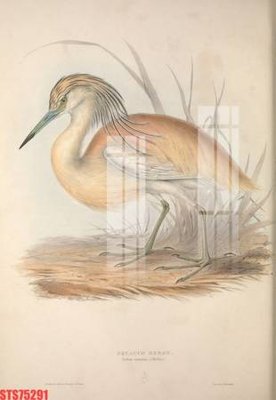 File tranh Tranh sơn dầu phương tây tổng hợp STS75291 (ảnh gốc) độ nét vượt trội