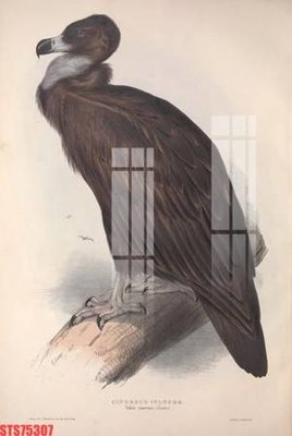 File tranh ảnh gốc Tranh sơn dầu phương tây tổng hợp STS75307 dùng cho in khổ lớn