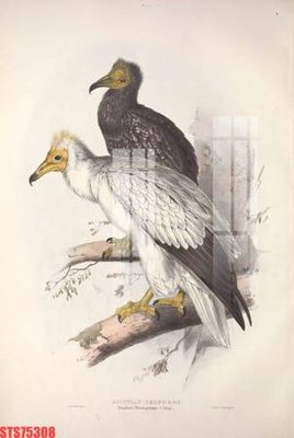 Tải file Tranh sơn dầu phương tây tổng hợp STS75308 (ảnh gốc) in tráng gương