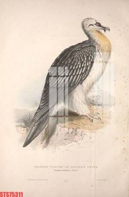 Tải file gốc Tranh sơn dầu phương tây tổng hợp STS75311 (bản PSD) gốc