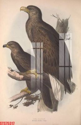 File PSD Tranh sơn dầu phương tây tổng hợp STS75317 (bản gốc) độ phân giải cao