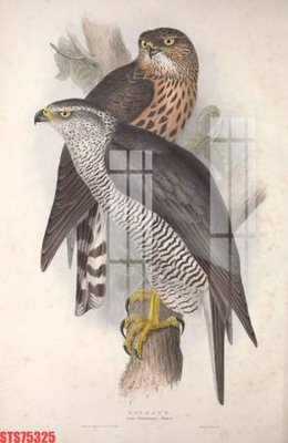 File ảnh Tranh sơn dầu phương tây tổng hợp STS75325 (gốc) in PP, decal