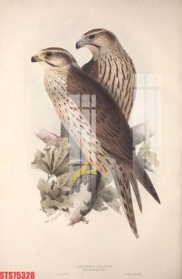 File gốc Tranh sơn dầu phương tây tổng hợp STS75328 (phong cách) châu Âu