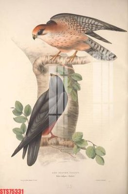 File tranh Tranh sơn dầu phương tây tổng hợp STS75331 (bản gốc) in lụa 3D