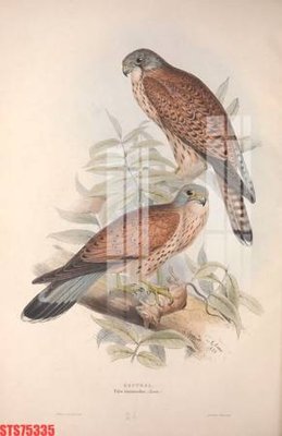 File gốc Tranh sơn dầu phương tây tổng hợp STS75335 (in lụa) cao cấp