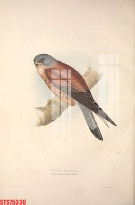 File tranh gốc in trần nhà Tranh sơn dầu phương tây tổng hợp STS75336 3D