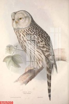 Download file Tranh sơn dầu phương tây tổng hợp STS75350 (gốc) in mica ốp bếp