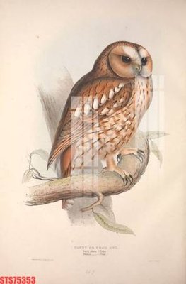 File in mica Tranh sơn dầu phương tây tổng hợp STS75353 (bản gốc) làm vách ngăn