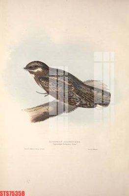 Tải về file tranh gốc Tranh sơn dầu phương tây tổng hợp STS75358 (để in quảng cáo)