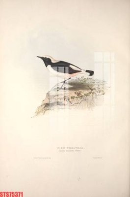 File gốc Tranh sơn dầu phương tây tổng hợp STS75371 (in lụa) cao cấp