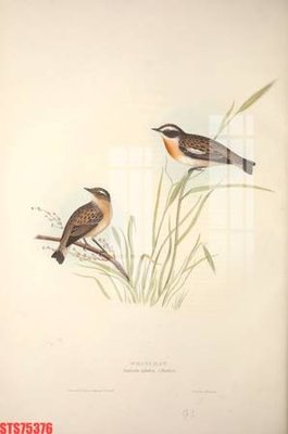 File PSD Tranh sơn dầu phương tây tổng hợp STS75376 (bản gốc) chất lượng nhất