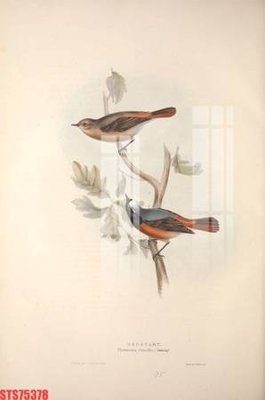 File tranh Tranh sơn dầu phương tây tổng hợp STS75378 (ảnh gốc) độ nét vượt trội