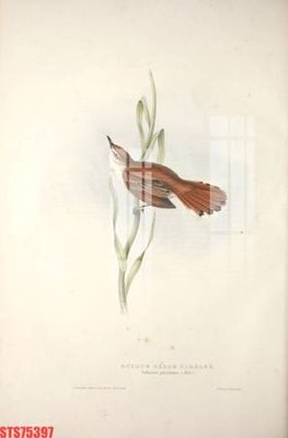 Tải file Tranh sơn dầu phương tây tổng hợp STS75397 (gốc) để in ấn ngay