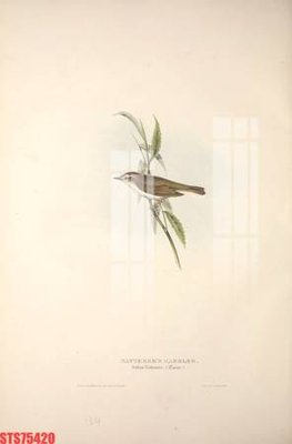 Download file ảnh gốc Tranh sơn dầu phương tây tổng hợp STS75420 để in ấn