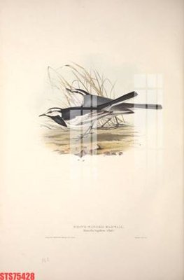 File in trần Tranh sơn dầu phương tây tổng hợp STS75428 (file gốc) hoa văn 3D