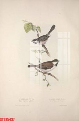 Tải file gốc Tranh sơn dầu phương tây tổng hợp STS75437 (in không vỡ ảnh)