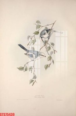 File ảnh Tranh sơn dầu phương tây tổng hợp STS75439 (gốc) in biển hiệu