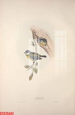 File PSD Tranh sơn dầu phương tây tổng hợp STS75441 (bản gốc) chất lượng nhất