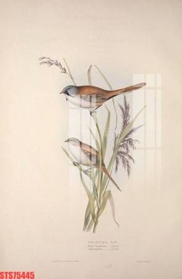 Tải file tranh Tranh sơn dầu phương tây tổng hợp STS75445 (ảnh gốc) ngay