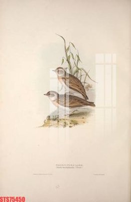 File gốc Tranh sơn dầu phương tây tổng hợp STS75450 (PNG) trong suốt (transparent)