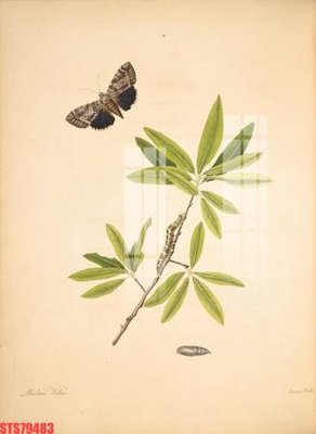 Ảnh gốc Tranh sơn dầu phương tây tổng hợp STS79483 (nét căng) in mica