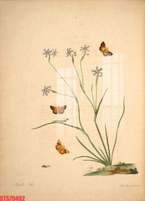 File in trần Tranh sơn dầu phương tây tổng hợp STS79492 (file gốc) hoa văn 3D