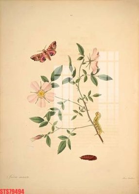 File tranh in trần Tranh sơn dầu phương tây tổng hợp STS79494 (ảnh gốc siêu nét)