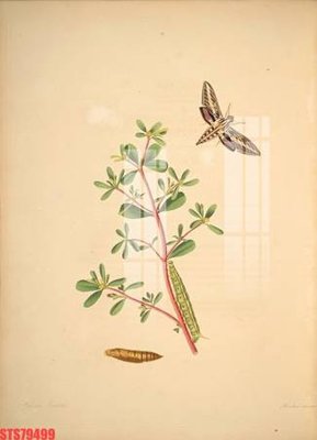 File in trần Tranh sơn dầu phương tây tổng hợp STS79499 (bản gốc) hoa văn