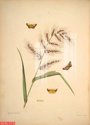 Tải file tranh gốc Tranh sơn dầu phương tây tổng hợp STS79507 chất lượng cao